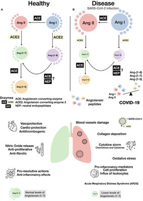 Activation of Ang-(1-7)/Mas Receptor Is a Possible Strategy to Treat Coronavirus (SARS-CoV-2) Infection